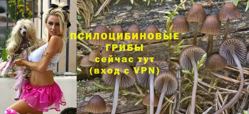 Галлюциногенные грибы Cubensis  Ливны 